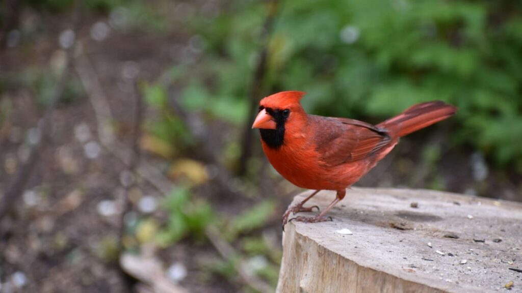 Captivating image of a Northern Cardinal resting on a tree stump in a lush outdoor setting.