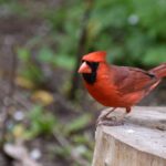 Captivating image of a Northern Cardinal resting on a tree stump in a lush outdoor setting.