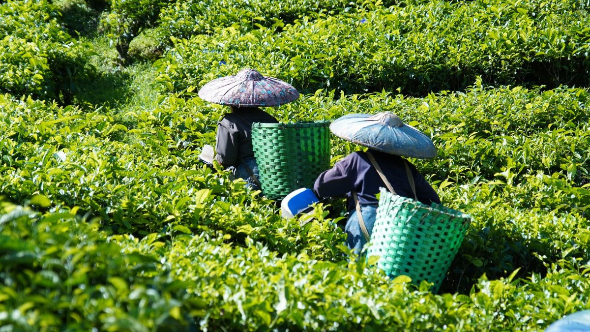 Two farmers in traditional hats harvest tea leaves in a vibrant green field under the sun.