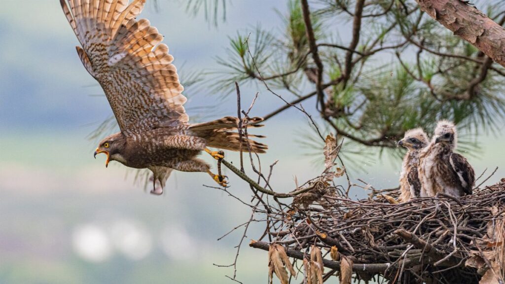 Eagle takes flight from the nest, leaving two chicks perched on a treetop nest.