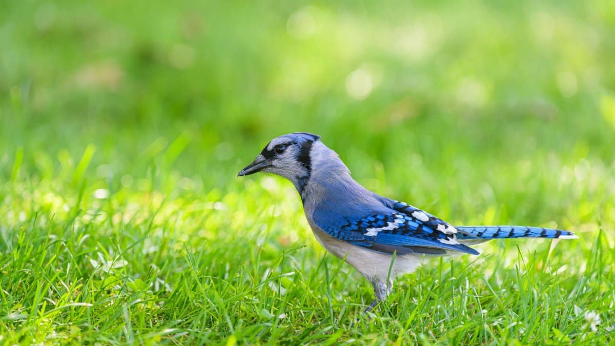 A vibrant blue jay stands gracefully on lush green grass in a sunny outdoor setting.
