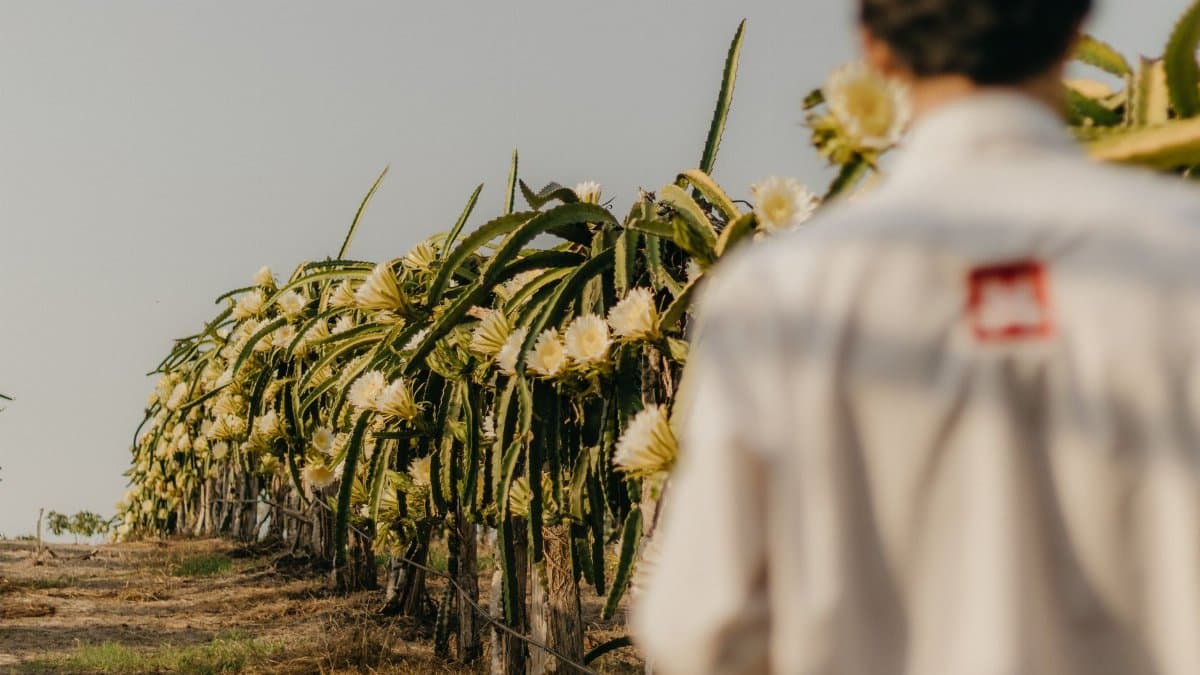 A man stands in a dragon fruit orchard, observing the blossoms on a sunny day.