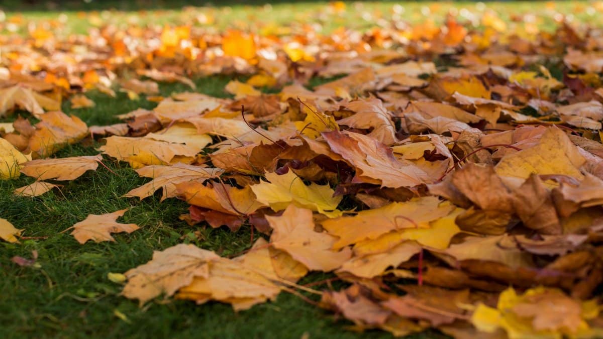 Vibrant fallen autumn leaves scattered on lush green grass in Grodno, capturing the essence of fall.