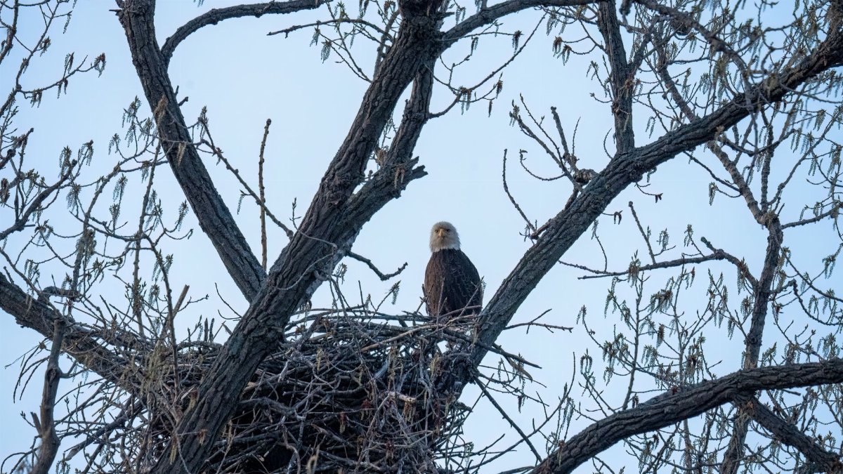 Bald eagle perched in a nest, surrounded by bare branches, against a clear sky in Minnesota.