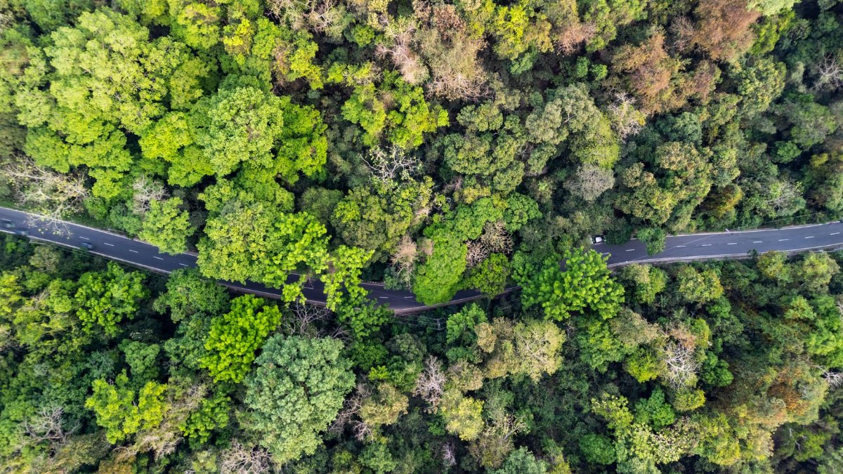 Captivating aerial perspective of a vibrant jungle landscape in Kamalganj, Sylhet, Bangladesh.