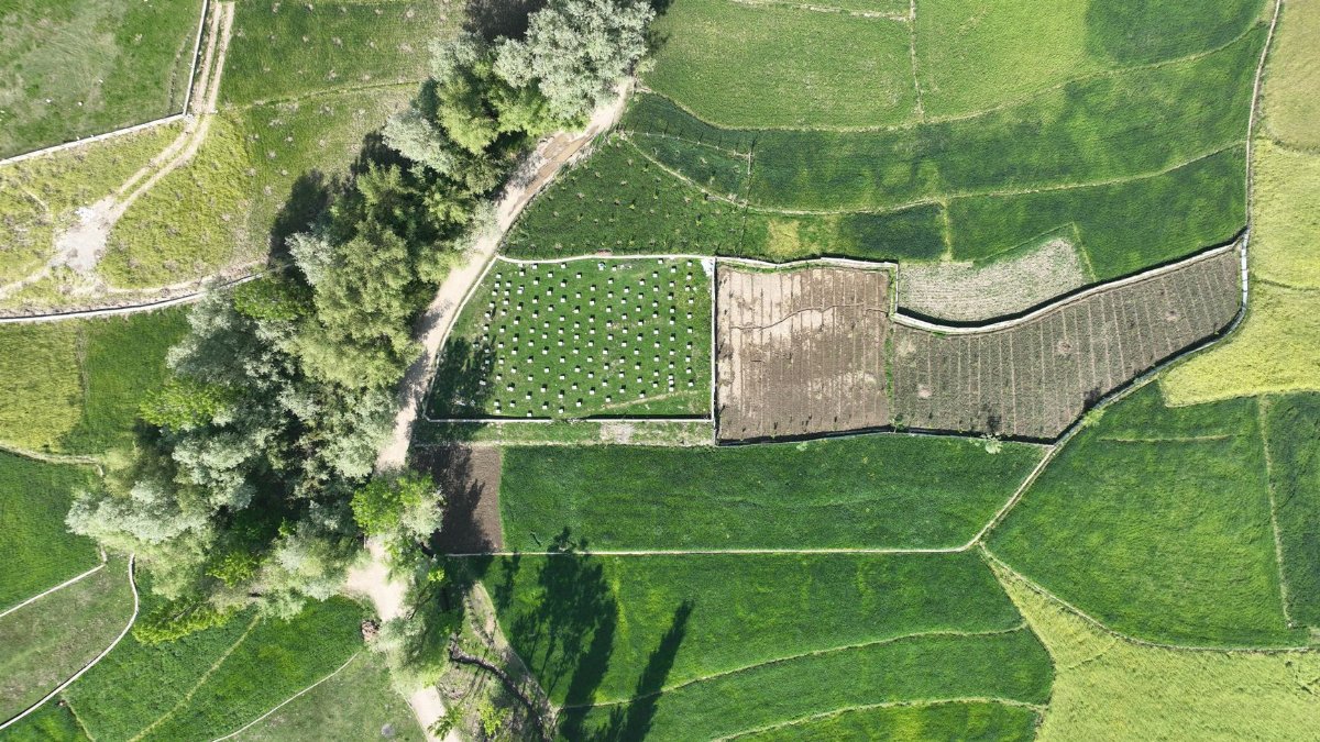 Drone shot capturing verdant fields and trees in Kashmir's countryside landscape.