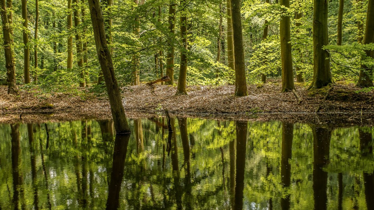 A peaceful forest scene with reflections of trees on a tranquil pond, capturing nature's serenity.