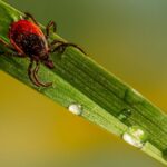 Close-up macro photography of a tick on a dewy leaf highlighting potential parasite danger.
