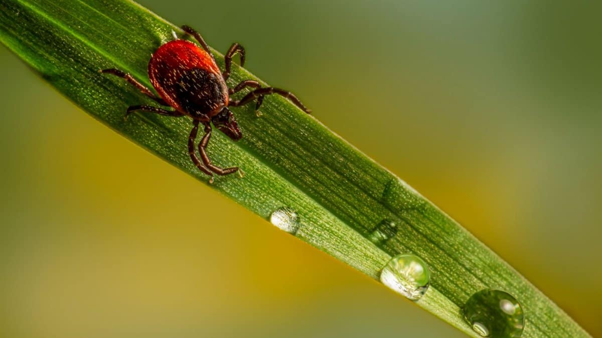 Close-up macro photography of a tick on a dewy leaf highlighting potential parasite danger.