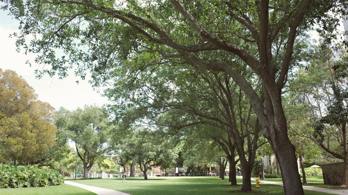 Lush green pathway in a university campus, Coral Gables, Florida.