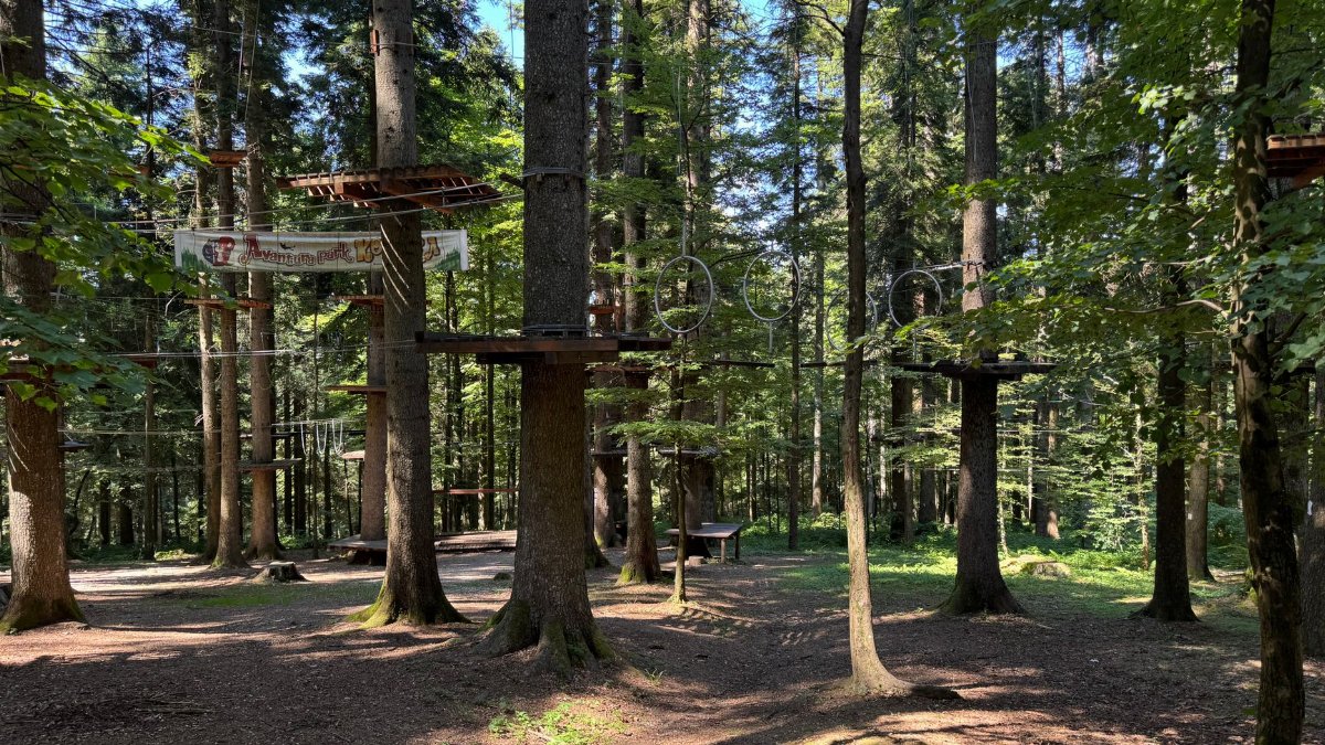 Forest adventure park with ropes and platforms surrounded by tall trees in bright daylight.