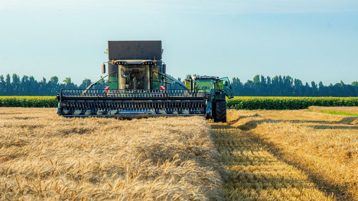 A combine harvester working in a rural wheat field during a sunny day.