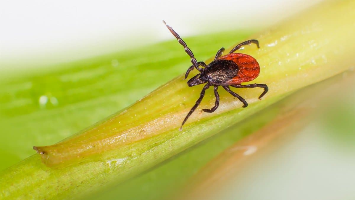 Macro shot of an Ixodes ricinus tick on a green leaf, common vector for Lyme disease.