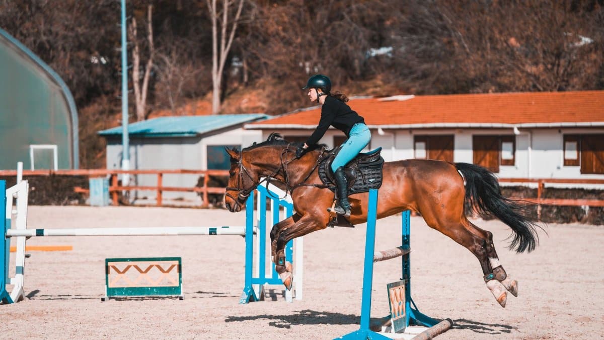 A female equestrian jumping hurdles during a sunny day in a horse riding arena.