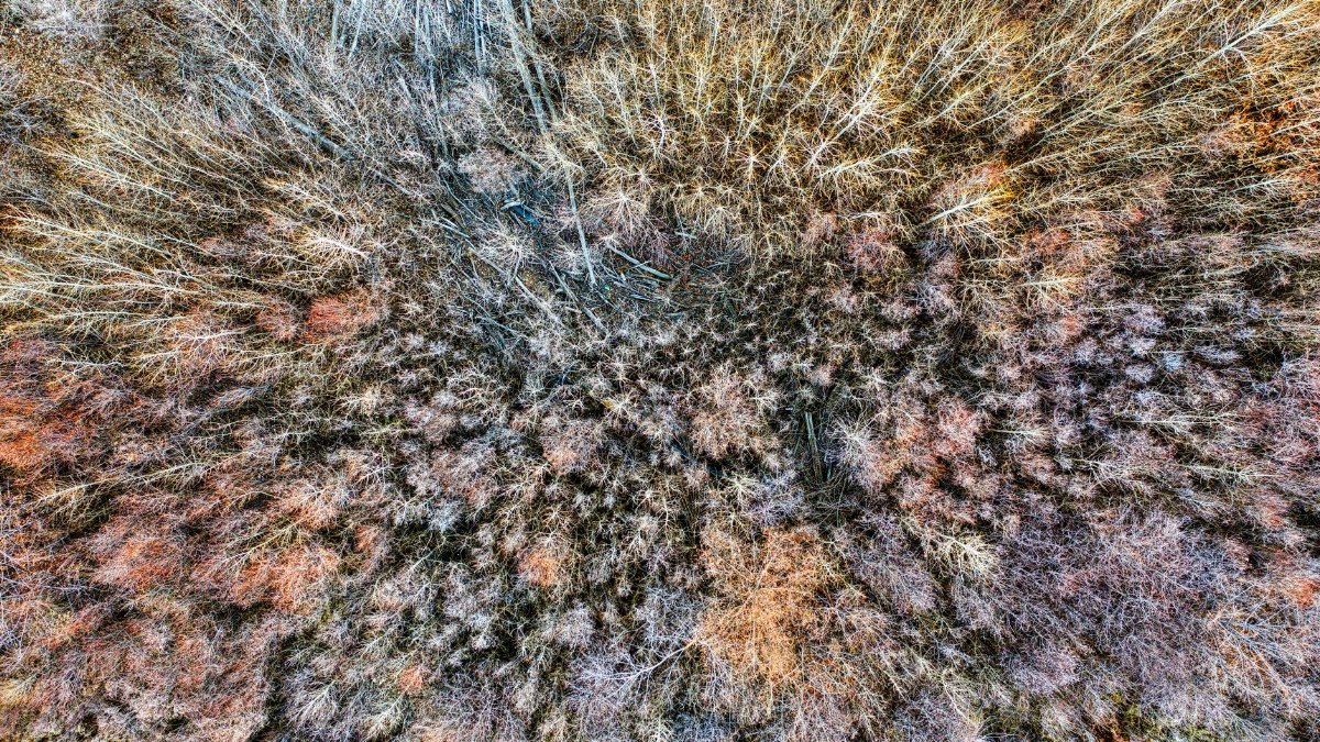 Drone shot capturing the dried foliage pattern in Yakima's fall forest landscape.