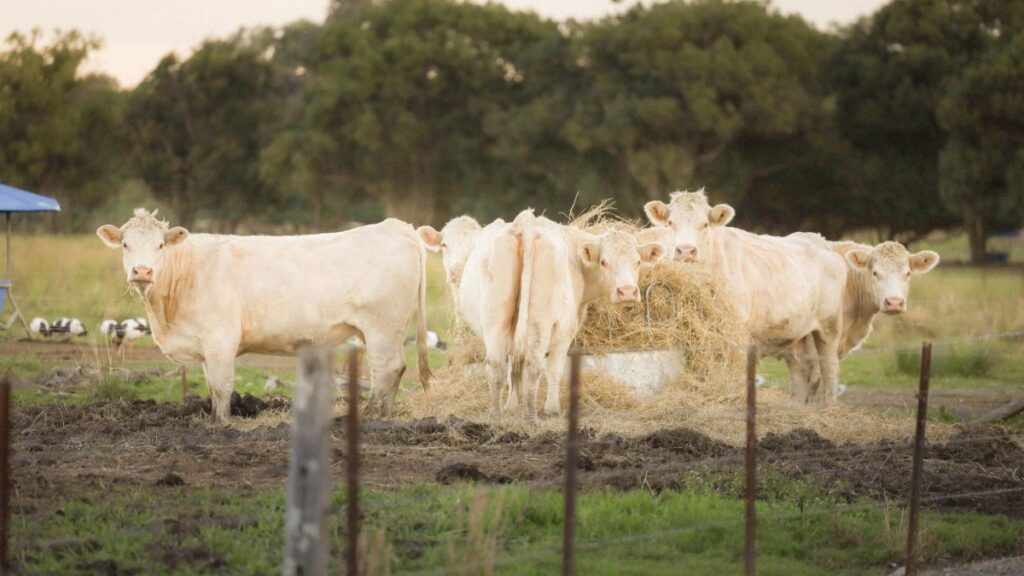 Charolais cows feeding in a pastoral field in Carrara, QLD, Australia.