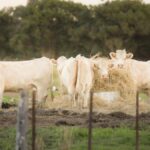 Charolais cows feeding in a pastoral field in Carrara, QLD, Australia.