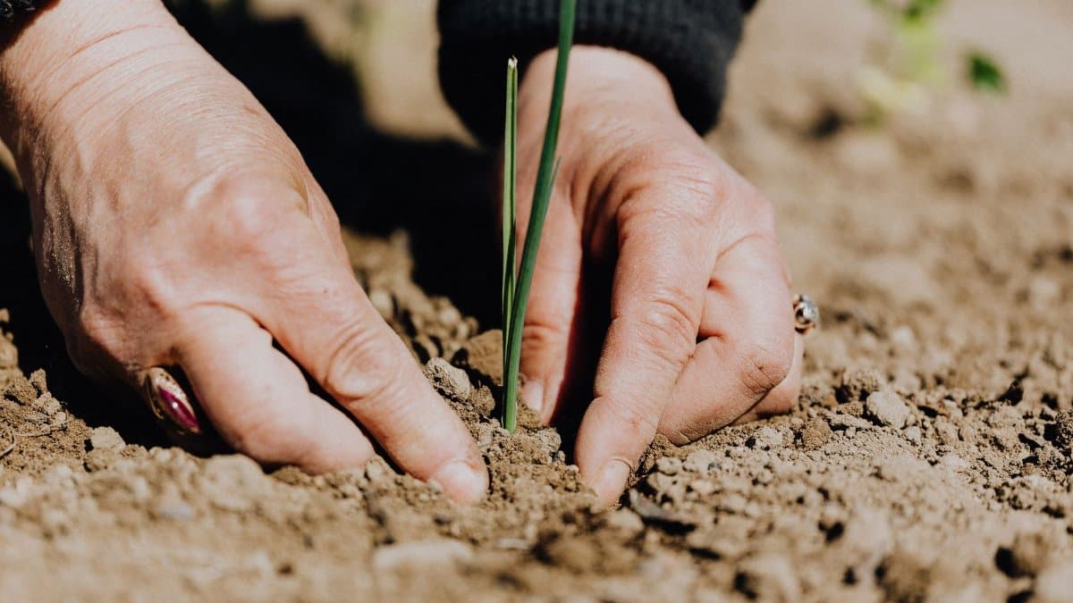Ground level of unrecognizable female gardener planting green sprout in soil while working on plantation