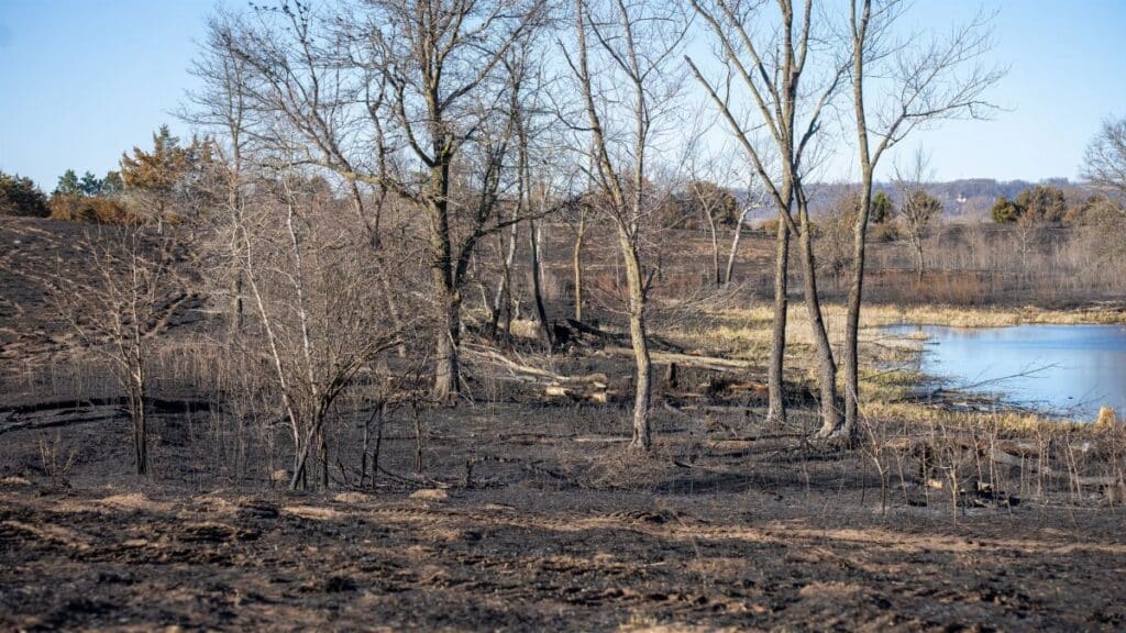Scorched landscape with trees and a lake in West Newton, Minnesota after a fire.