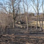Scorched landscape with trees and a lake in West Newton, Minnesota after a fire.
