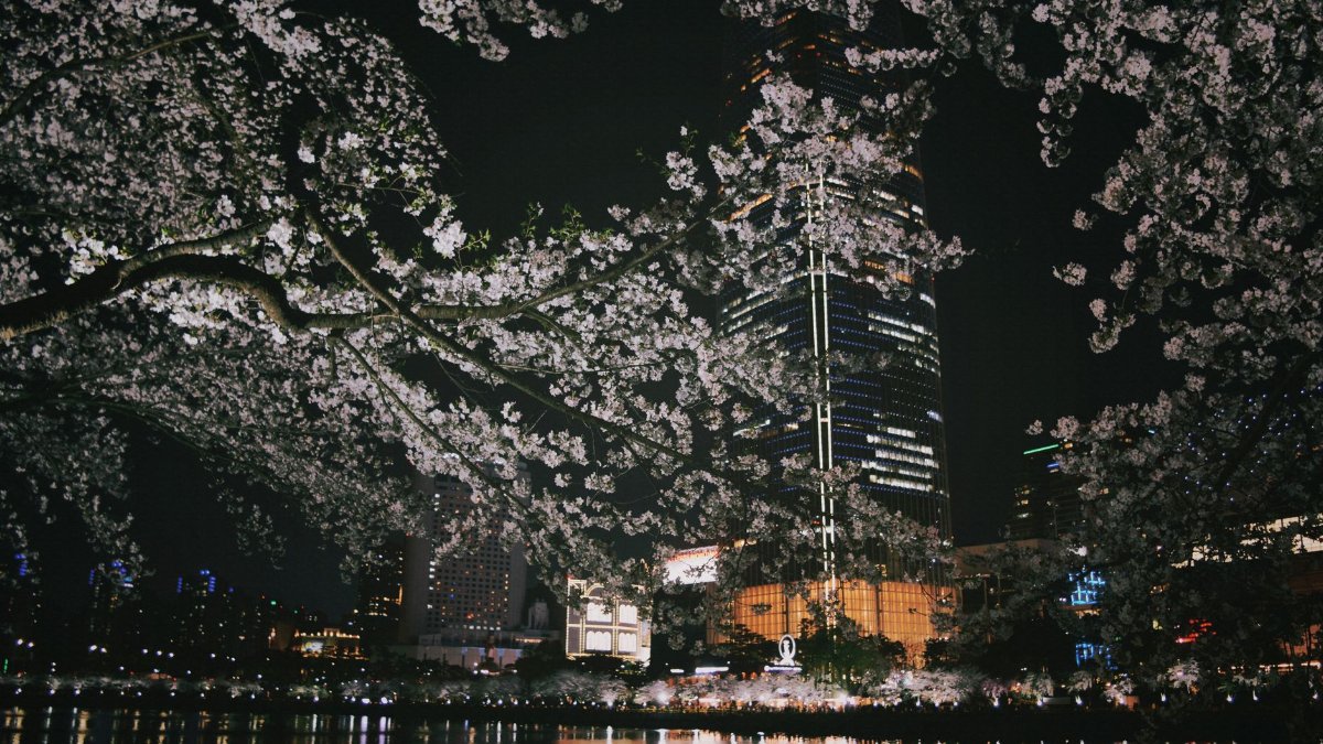 Cherry blossoms frame a modern city skyline at night, creating a captivating urban spring scene.