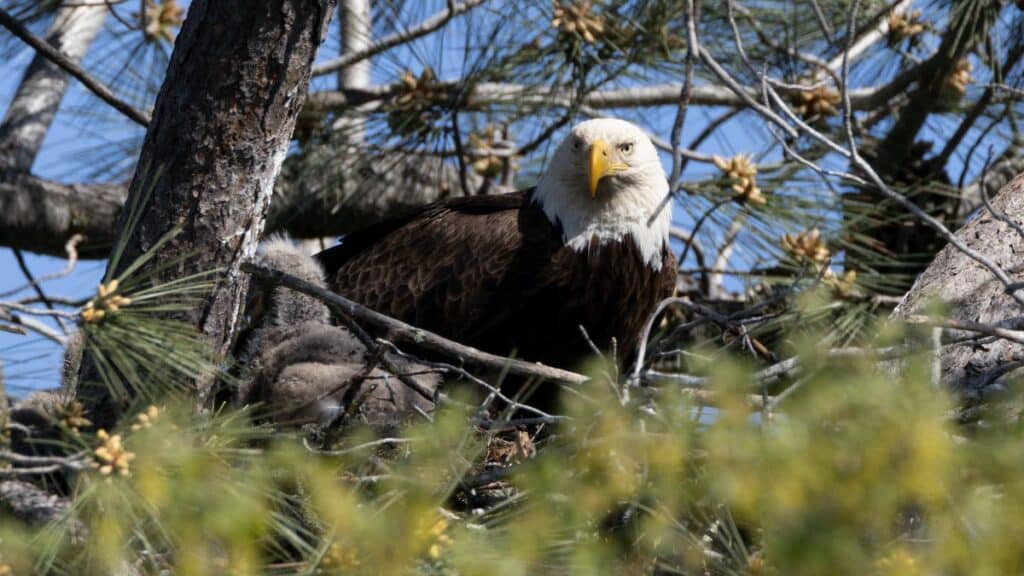 Close-up of a bald eagle nestled in a tree surrounded by branches and pine needles.