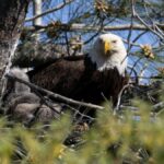 Close-up of a bald eagle nestled in a tree surrounded by branches and pine needles.