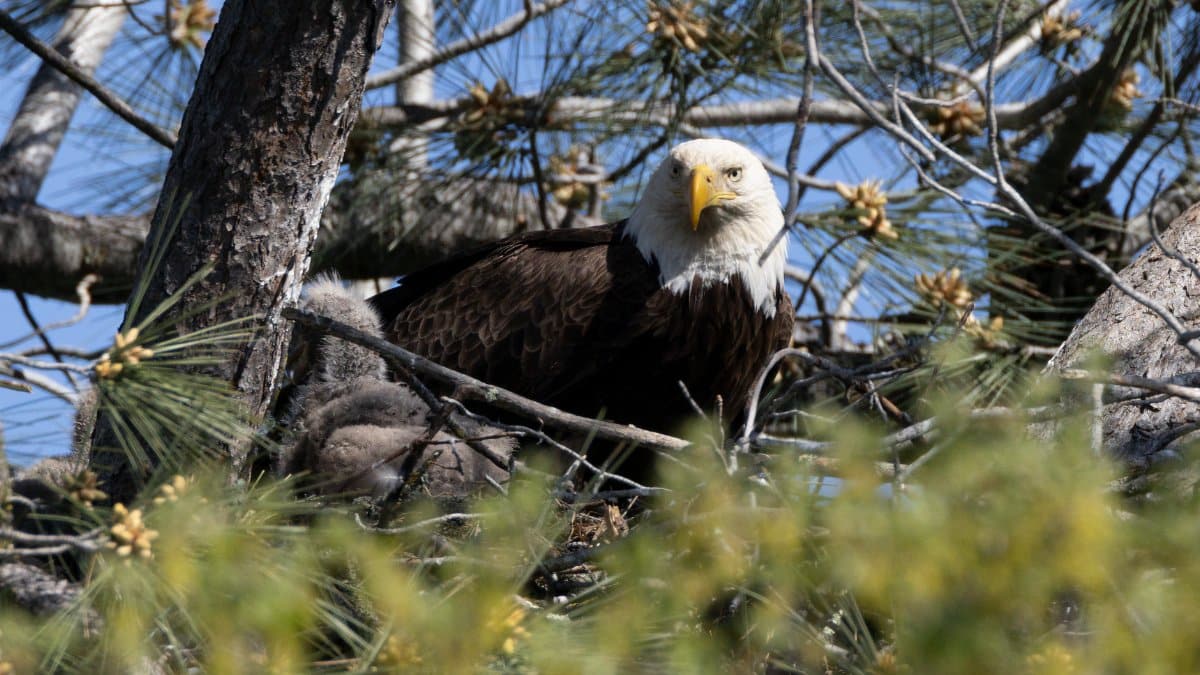 Close-up of a bald eagle nestled in a tree surrounded by branches and pine needles.