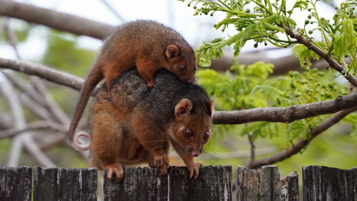 Close-up of common ringtail possums on a fence amidst greenery, showcasing wildlife photography.