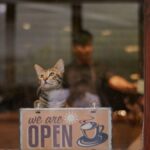 A cat sitting at a cafe window with an 'open' sign, inviting ambiance.