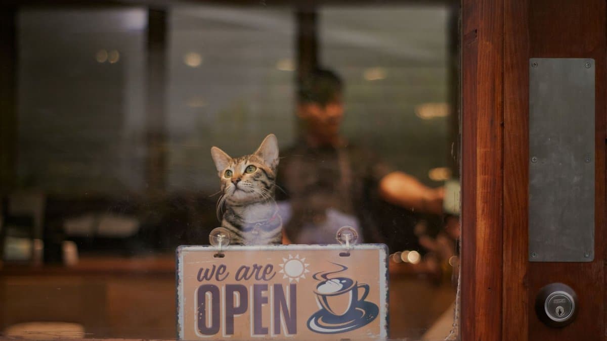 A cat sitting at a cafe window with an 'open' sign, inviting ambiance.