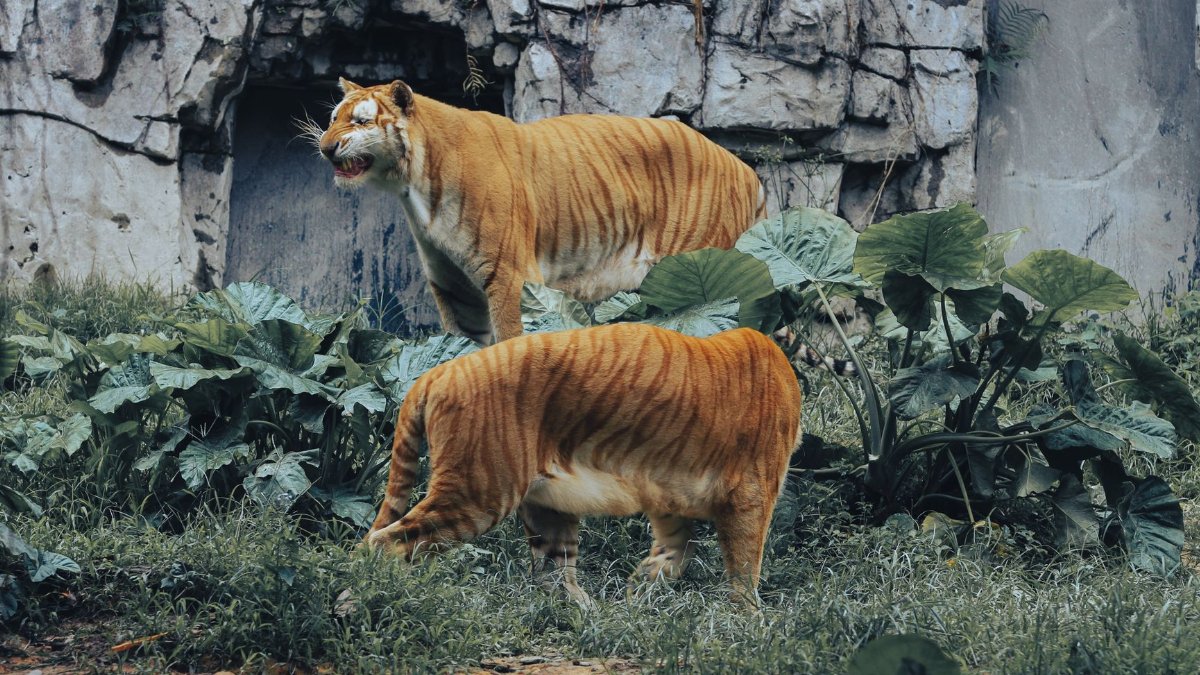 Two tigers exploring lush vegetation in a zoo setting, showcasing their majestic presence.