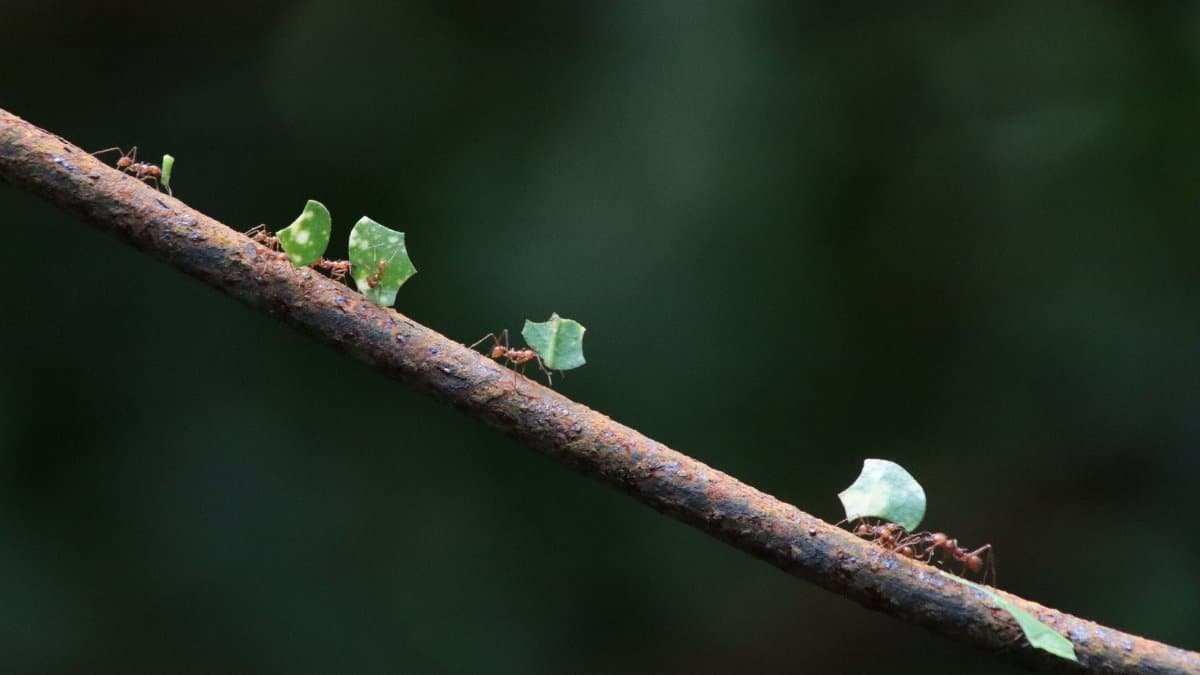 Leafcutter ants transporting leaves on a branch in the forest.