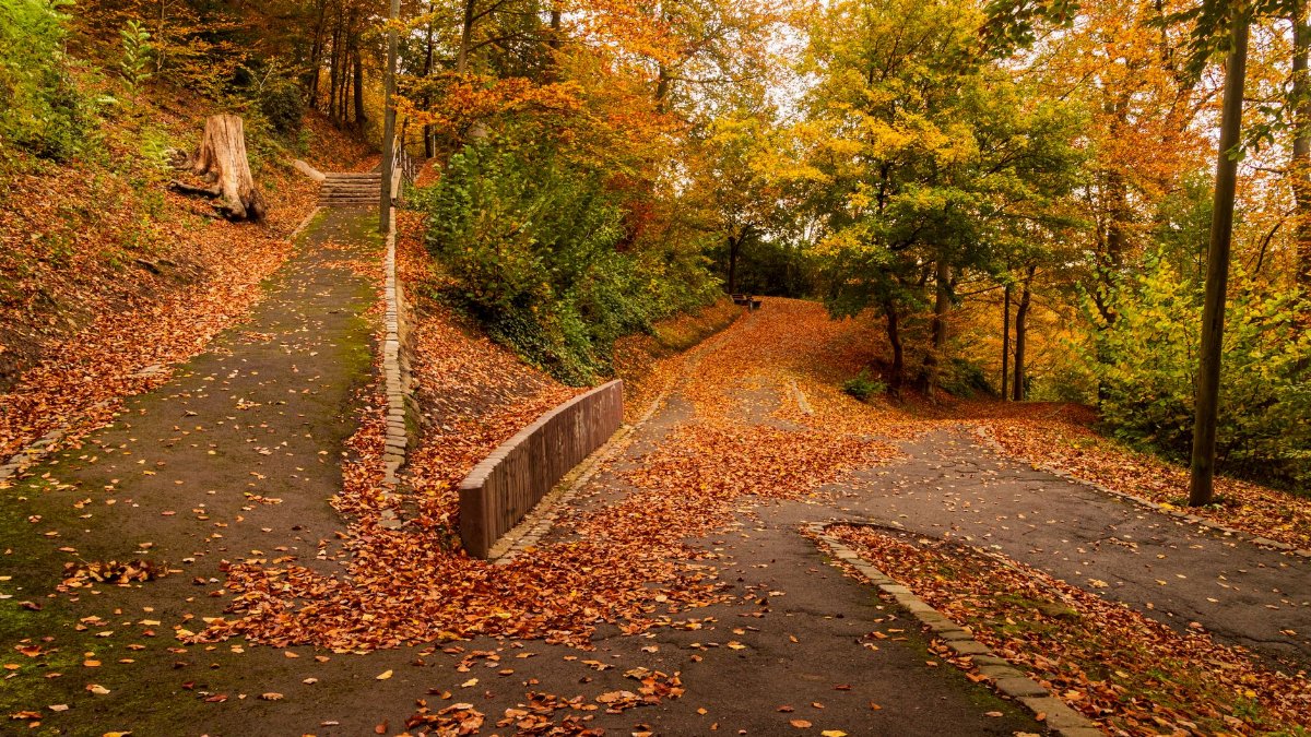 Tranquil park scene with paths covered in vibrant autumn leaves, creating a serene outdoor atmosphere.