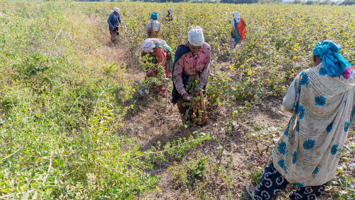 Indian farmers working in a rural field, highlighting sustainable agriculture and community effort.