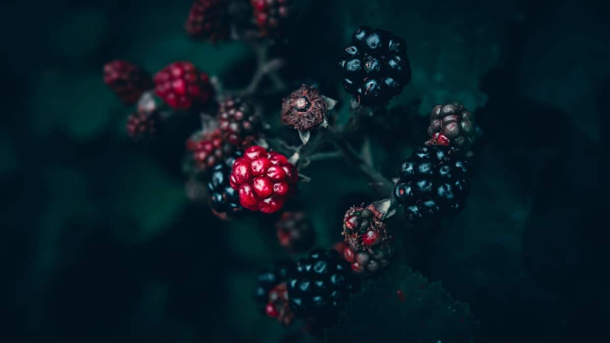 Close-up photo of ripe and unripe blackberries and raspberries with a dark, moody background.