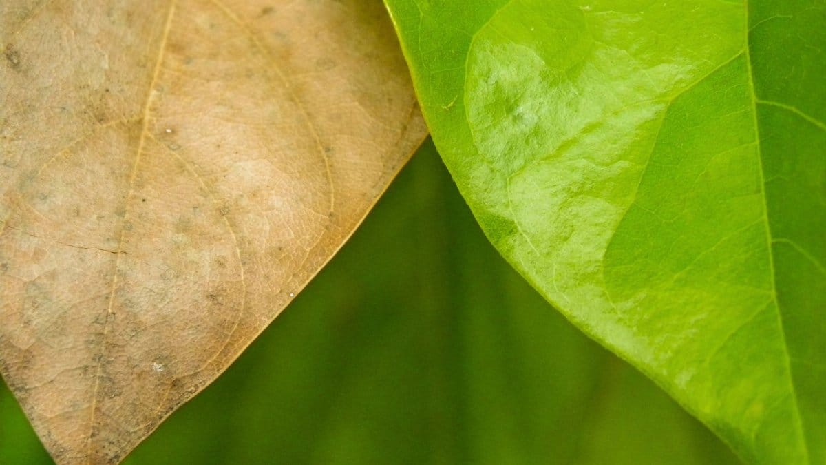Detailed view showcasing the contrast between fresh green and withered brown leaves, symbolizing life cycles.
