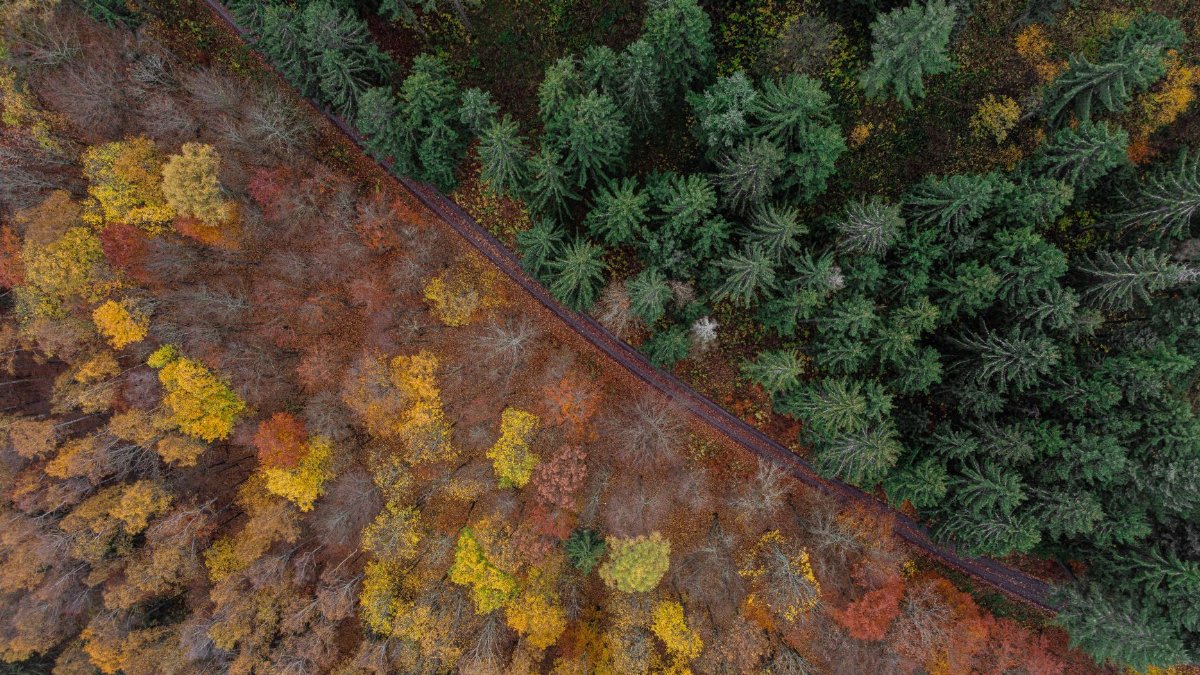 Stunning aerial view of a lush autumn forest in Ilmenau, Germany with vivid fall colors.