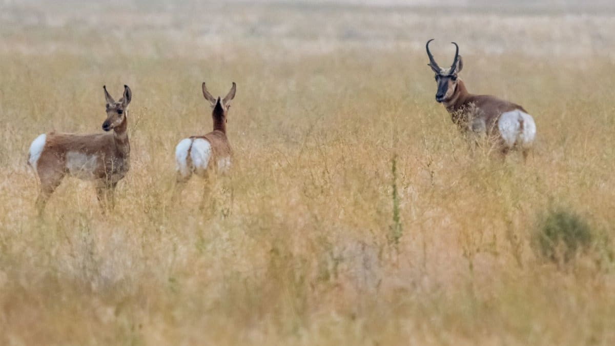 Wild deer with white spots and horns standing on grassy land of savanna while pasturing outside in daytime in nature