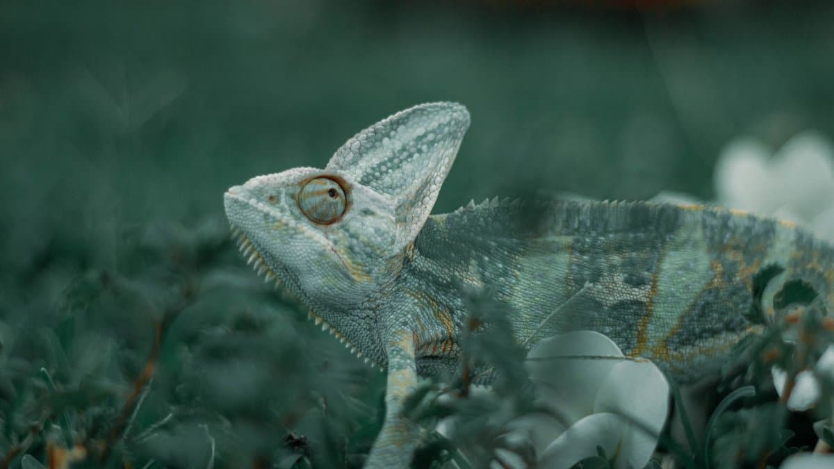 A detailed close-up shot of a chameleon blending into its lush green environment.