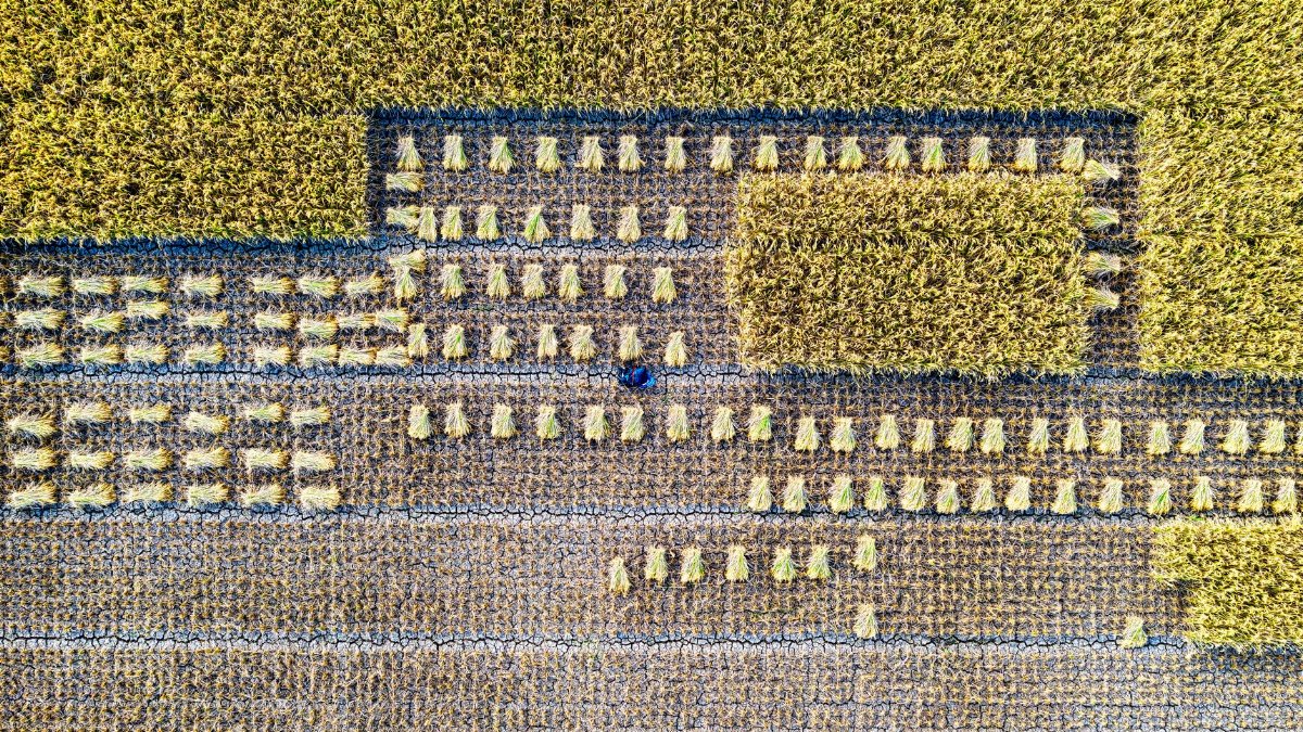 Top view of rice plantation with even rows growing in agricultural area during harvest season in rural terrain on farm