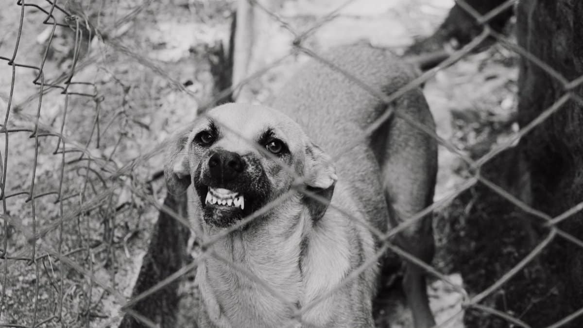 Black and white image of a snarling dog behind a chain link fence.