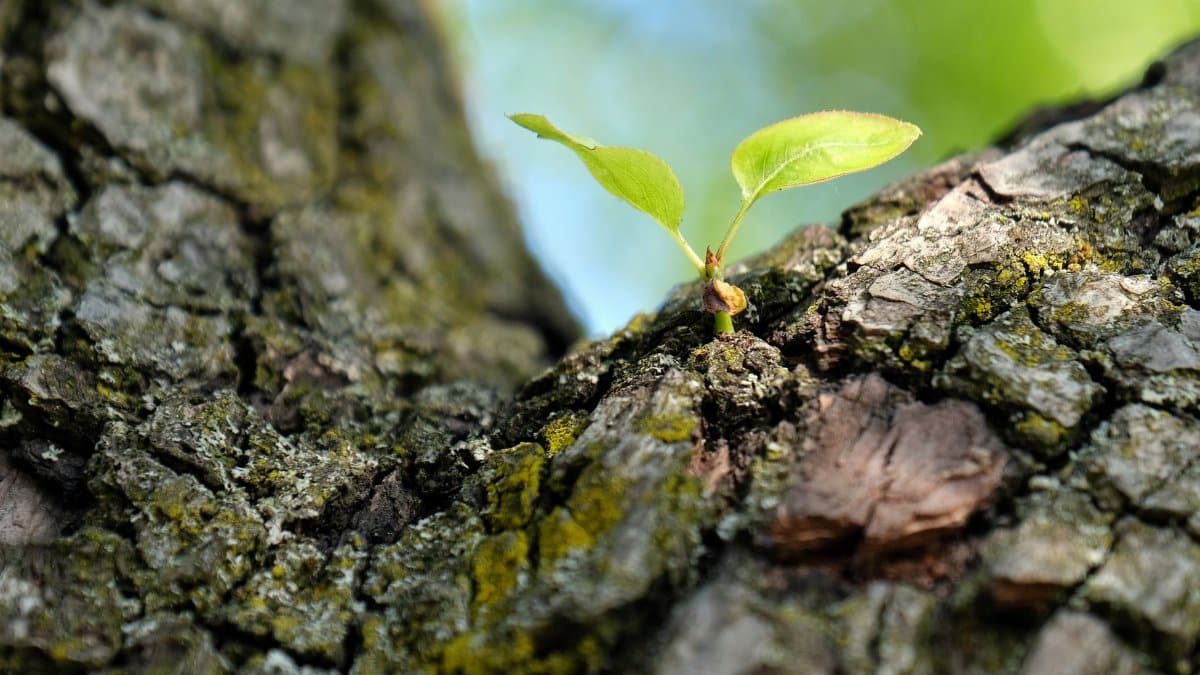A fresh green leaf emerging from a textured tree bark, representing new growth and nature's resilience.