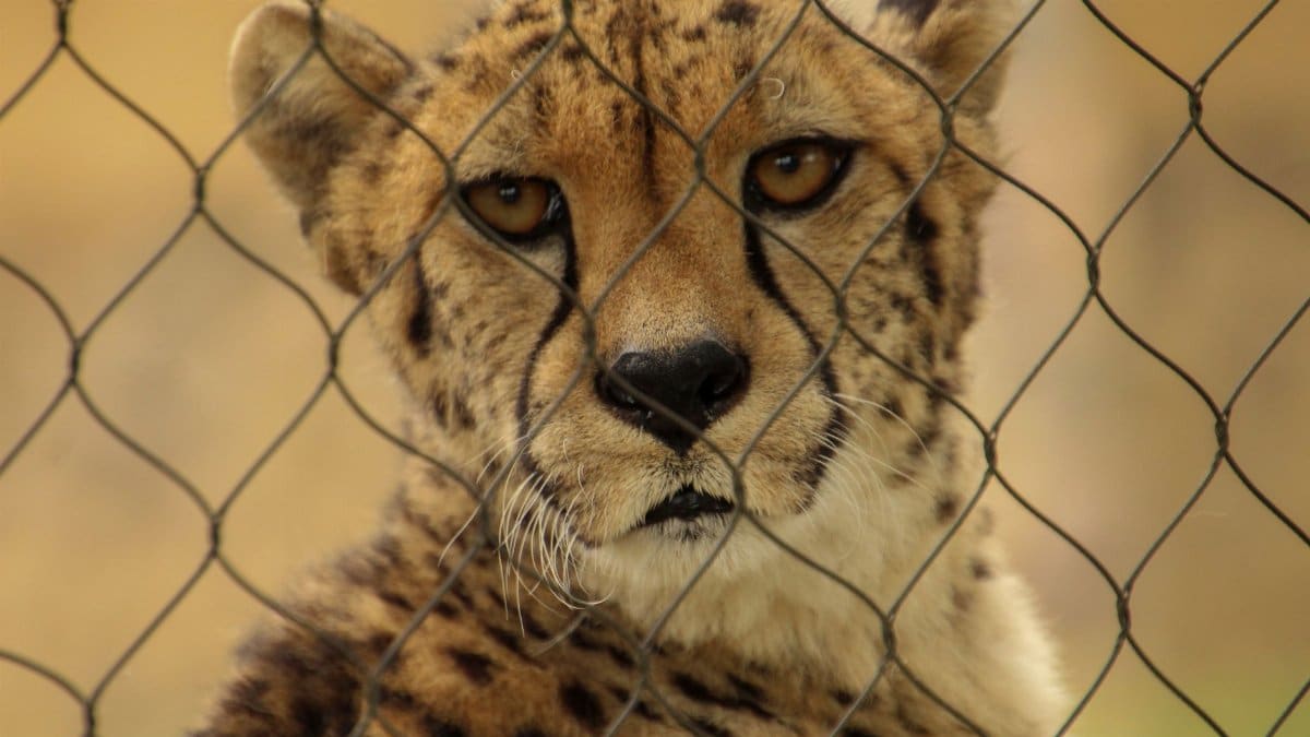 Captivating close-up of a cheetah's face peering through a fence, showcasing its striking features.