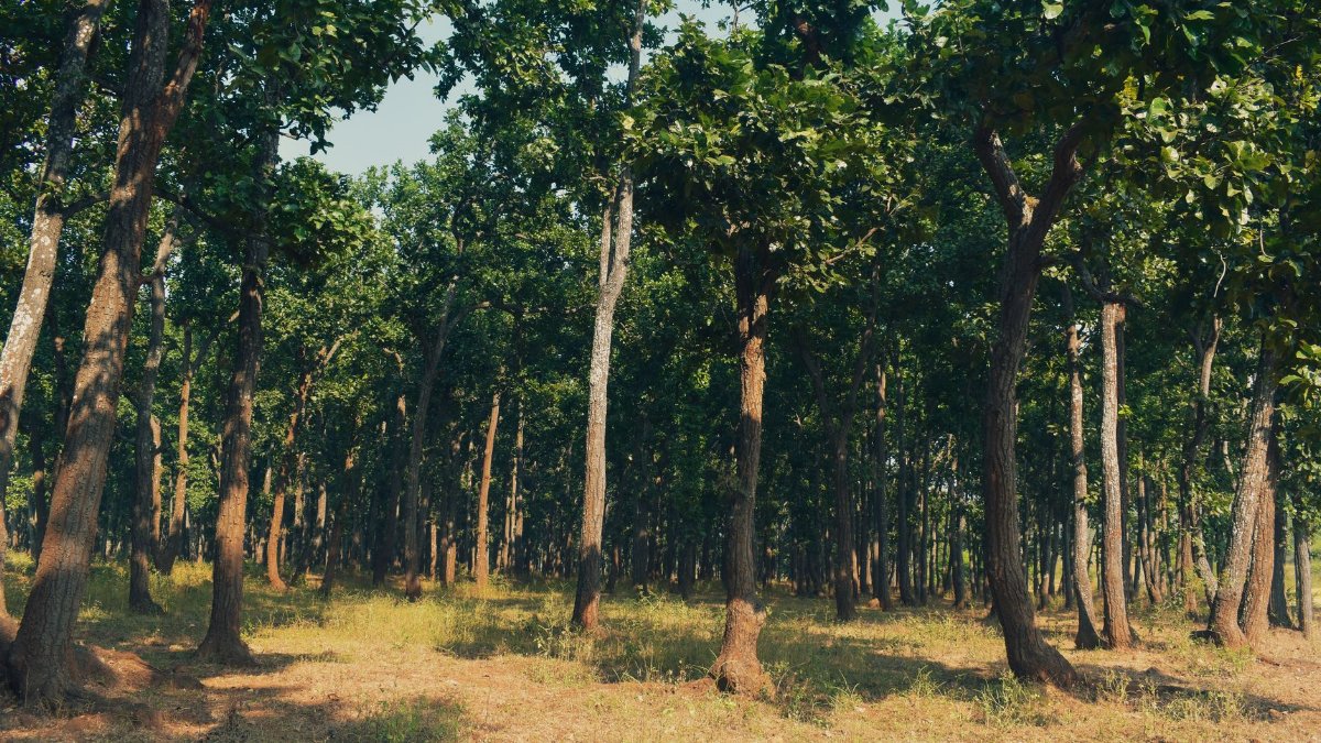 A tranquil forest view with tall green trees and sunlight streaming through. Perfect for nature themes.