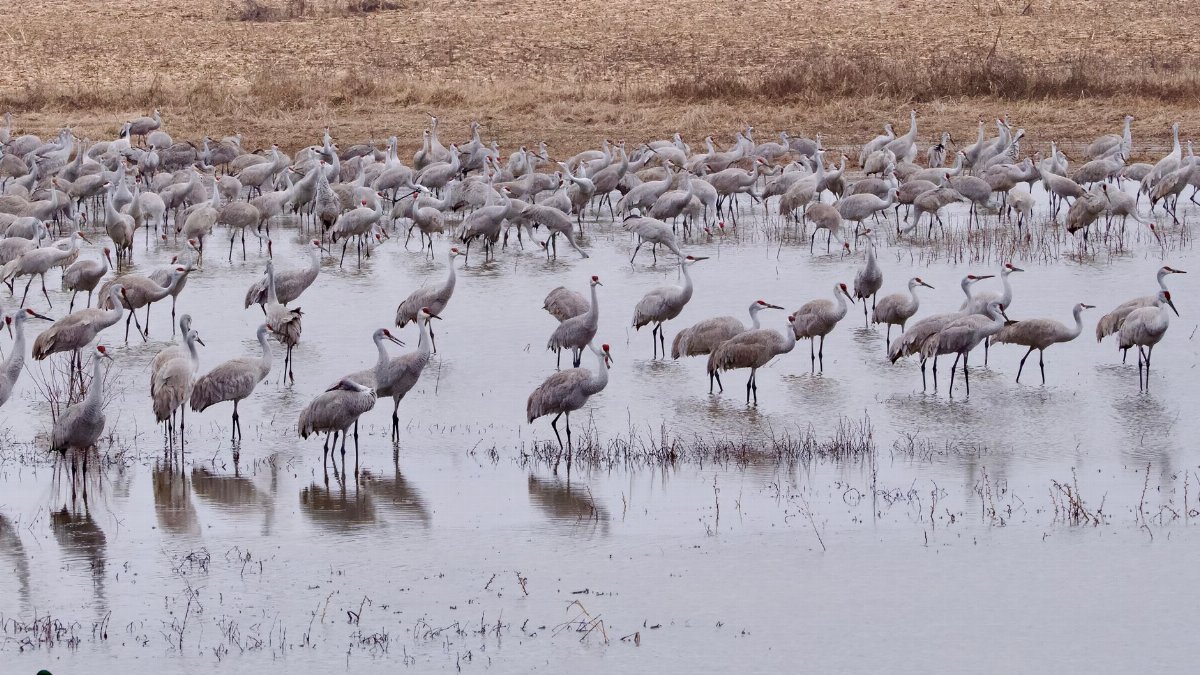 A large flock of Sandhill Cranes gathering in the wetlands of Decatur, Alabama.