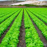 Vibrant rows of lettuce in an open field with scenic hills, captured in Marina, California.