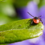 Macro shot of a vibrant red and black tick on a fresh green leaf with blurred purple flowers in the background.