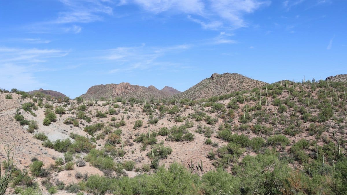A vibrant desert landscape with cacti in Tucson, Arizona under clear blue skies.
