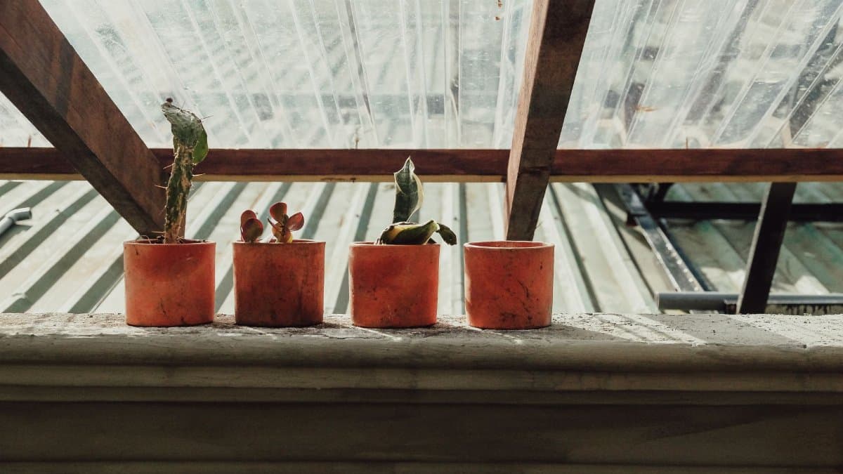 Four potted plants on a rustic windowsill under a translucent rooftop, bathed in sunlight.
